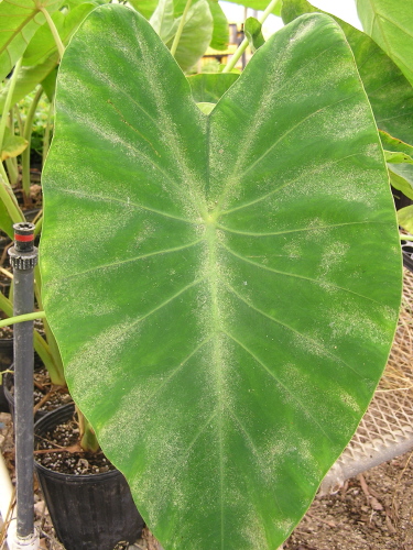 1_taro_spider_mites_1.JPG
