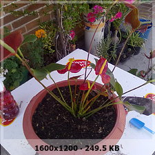 1a6511db072ebc4fd4257dafc7784e98o.jpg