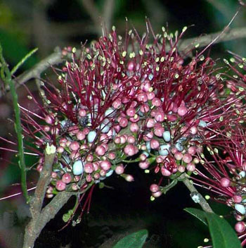 1a_Myrrhinium_loranthoides.jpg