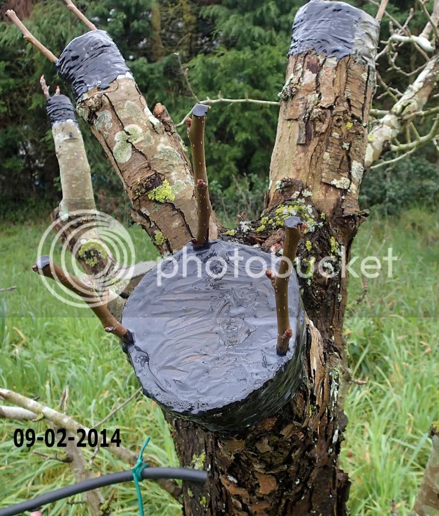 1aenxerto_pereira_16_03_2014_pormenor1c1_zps7de2b128.jpg
