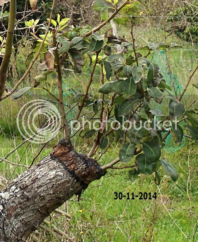 1aenxerto_pereira_16_03_2014_pormenor2b_zps7f9a7d4c.jpg
