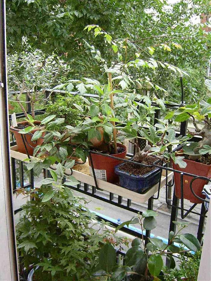 1balcon.jpg