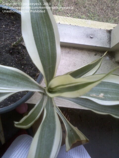 1bb60d.jpg