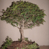 1bd9d952974378.gif