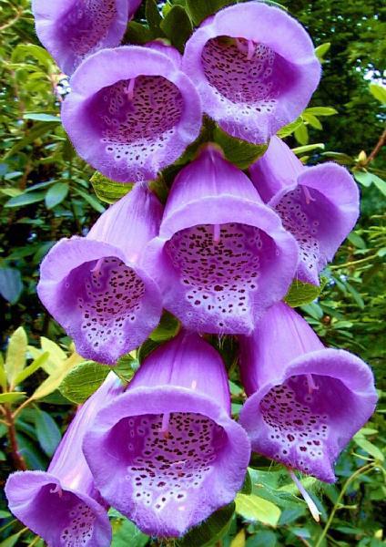 1cc8c4aa4c362188_Exotic_Flowers_C_large.jpg
