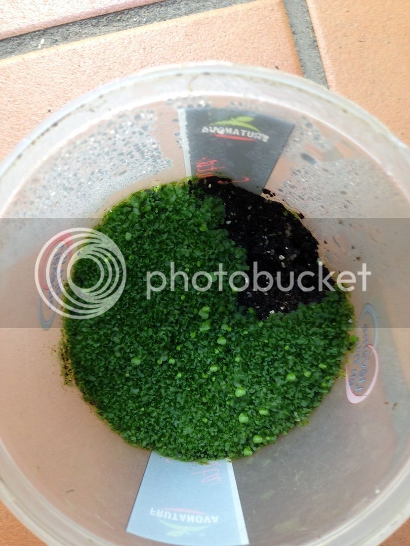 1CE2D367-E6FB-4059-8D71-843C2CA6383B_zpsee3a8ypf.jpg