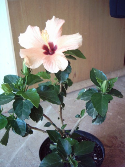1f78ef322746f50288aa049fd58a27a8o.jpg