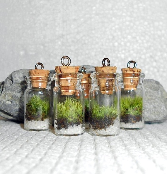1ff37b26e186936c35bf4288bcea2ce2--mini-terrarium-glass-terrarium.jpg
