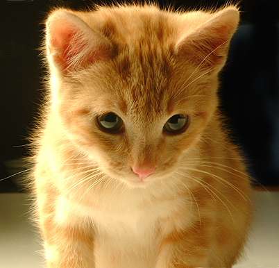 1GATO9.jpg