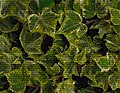 1zmefd1.gif