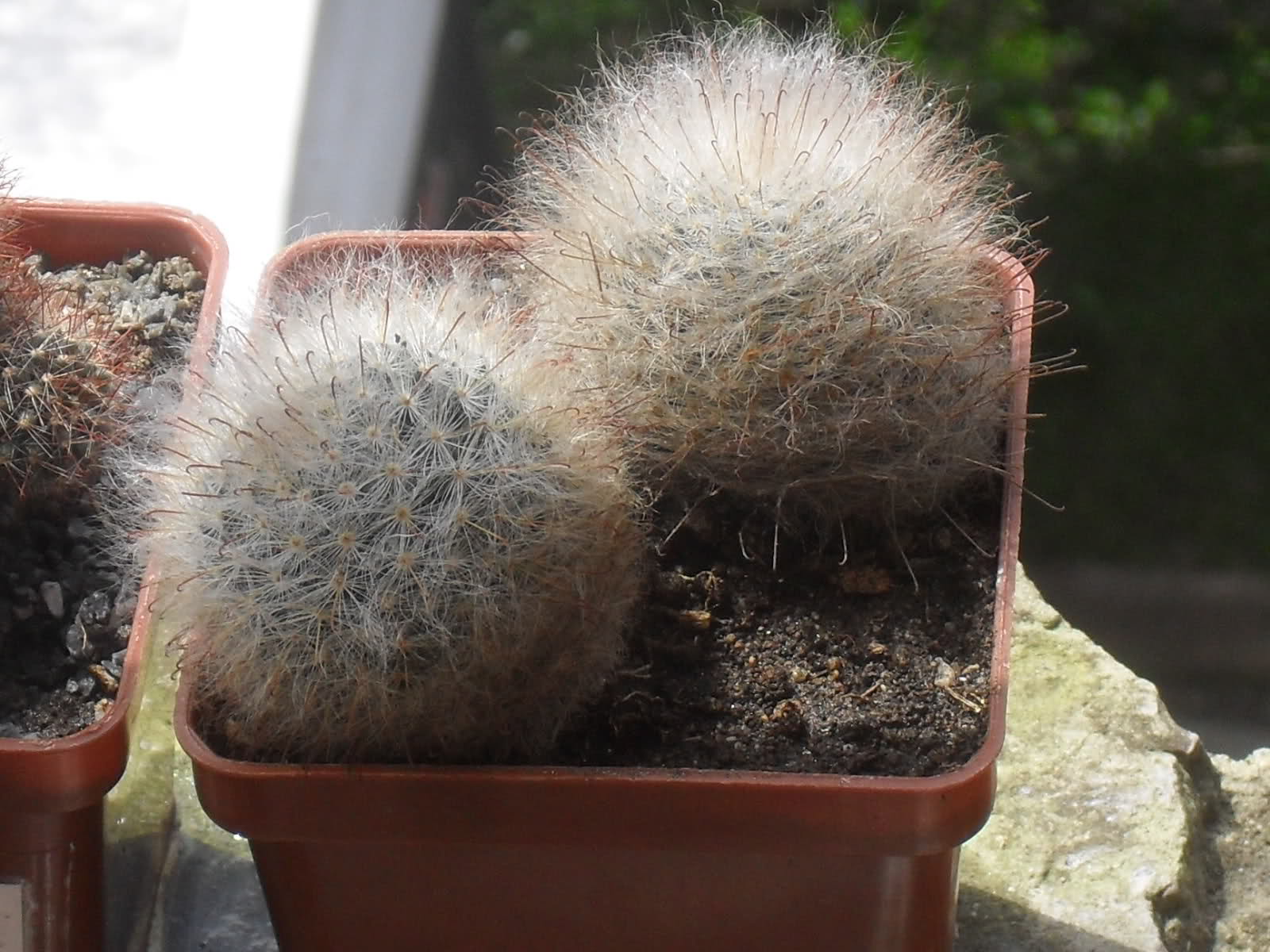 1zxkqj9.jpg