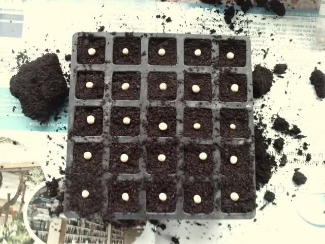 1zxy139.jpg