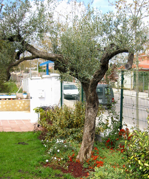 2-5olivoLOTUS2004.jpg