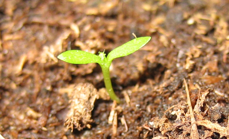 2%BA%20par%20de%20hojas%20Nepenthes%20Red.jpg