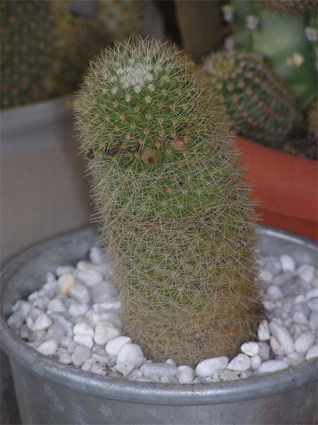 2-cactus-y-crasas-(73).jpg