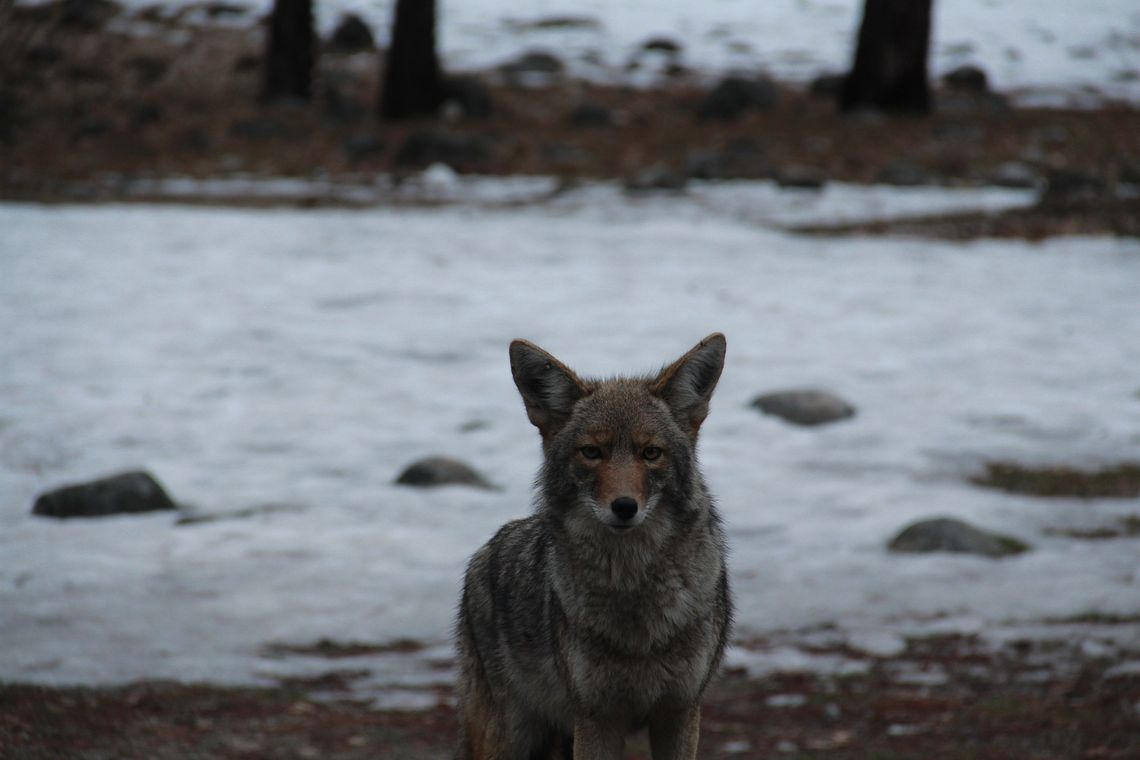 2-coyote-en-la-naturaleza.jpg