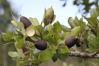 2-LiveOakAcrn.jpg