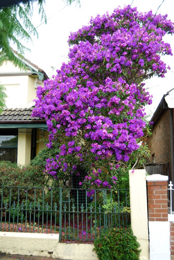 2+Local+Tibouchina.jpg