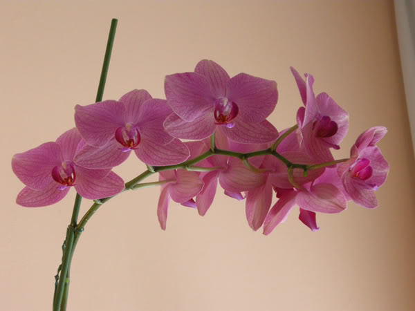 20-03-09-090jpg-Phal-rosanervus.jpg