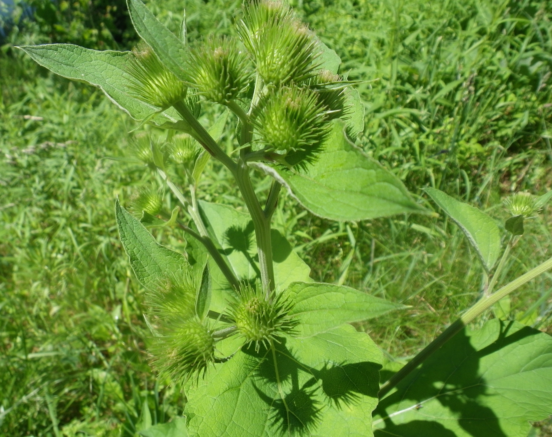 ,%20(poss.%20Lesser%20Burdock)_primary_1_GloucesterMoosilauke,%20NH_20120607_Tom%20Todd_IMGP0014.jpg