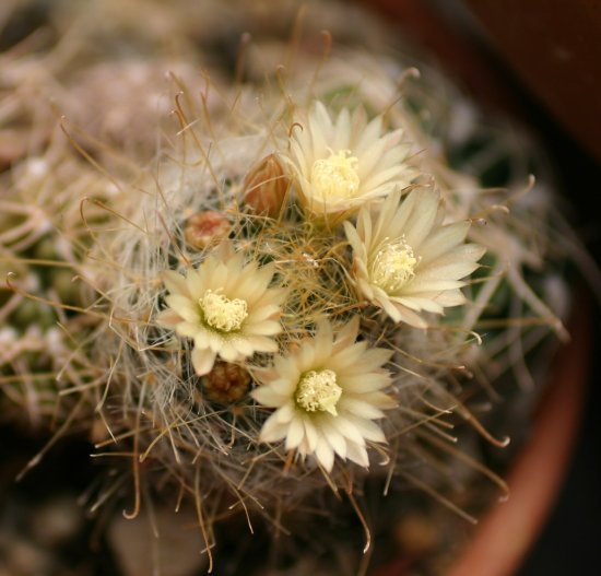 200%20M.nazasensis%201.jpg