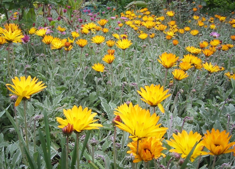 2004-09-01-arctotis-field.jpg