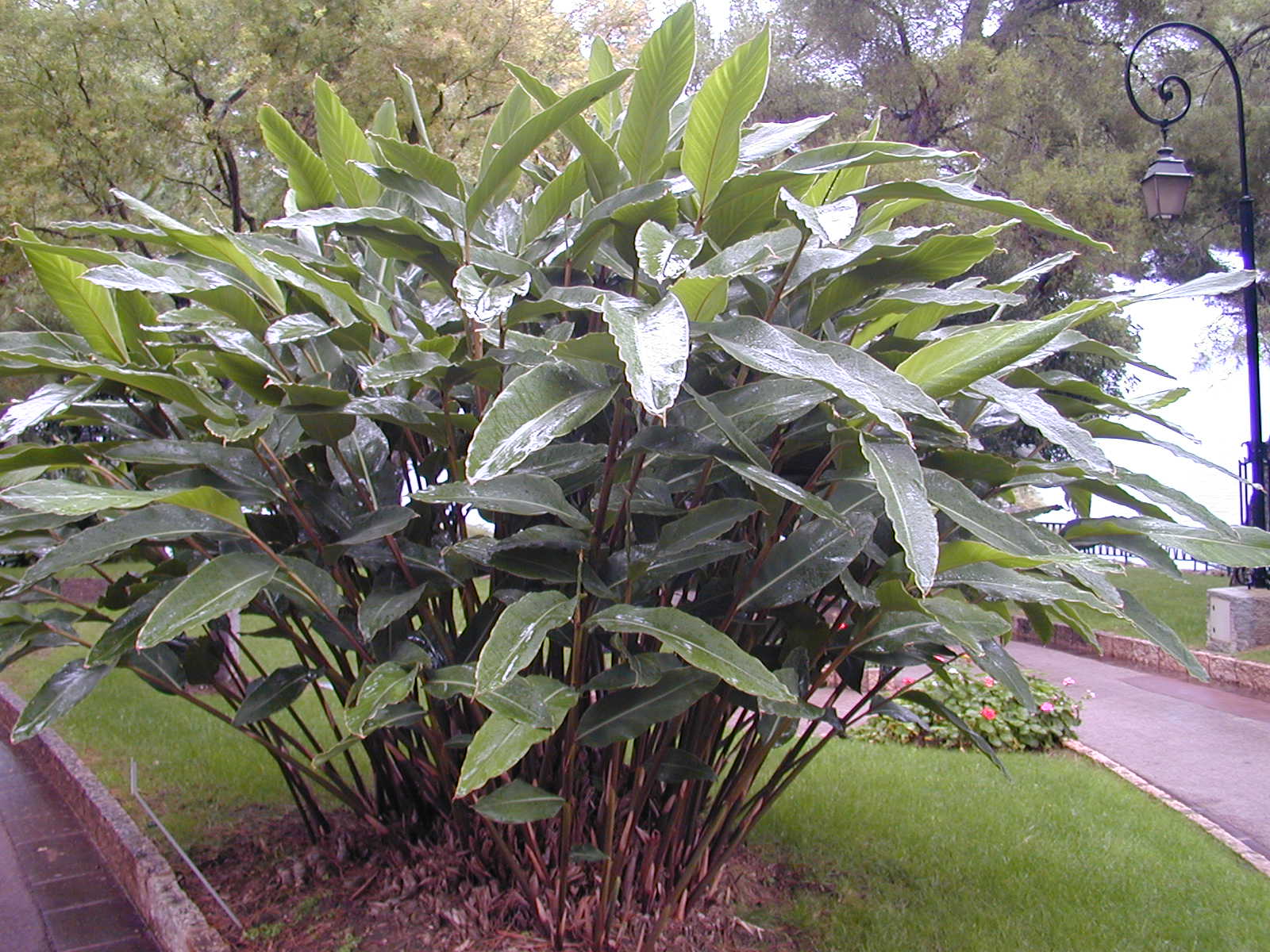 200410_Alpinia_zerumbet_1.JPG