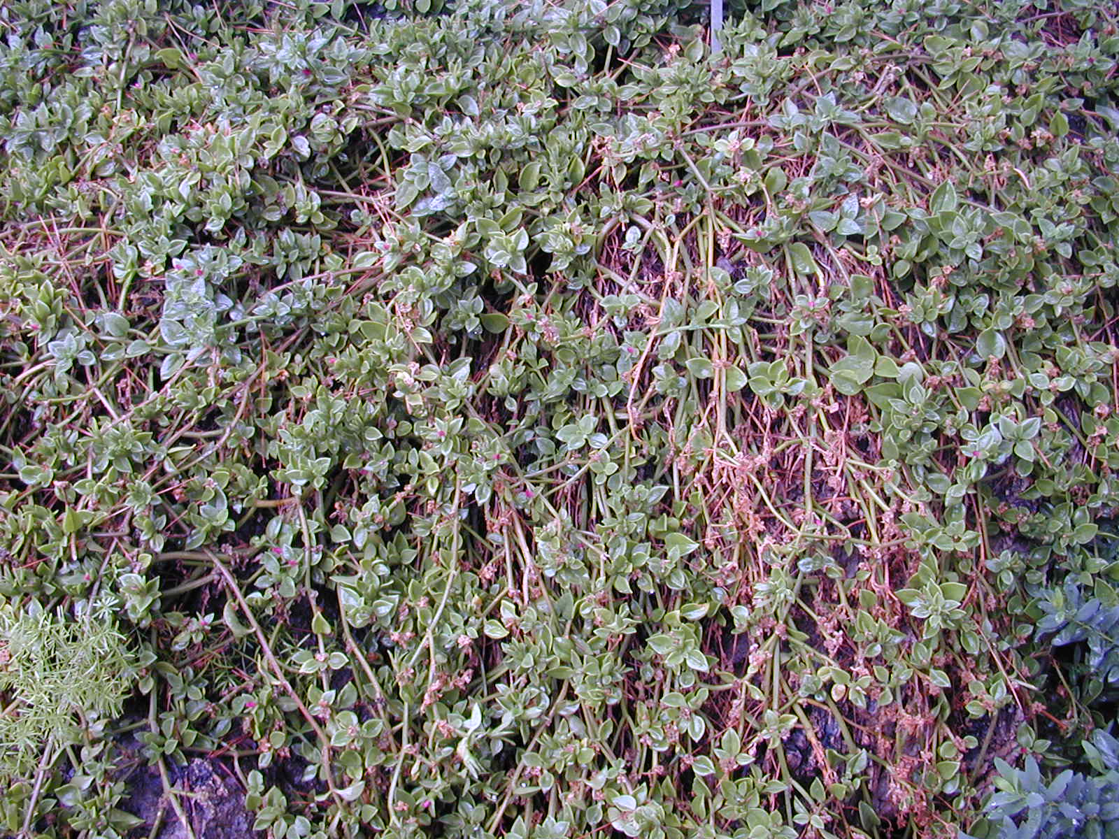 200410_Aptenia_cordifolia.JPG