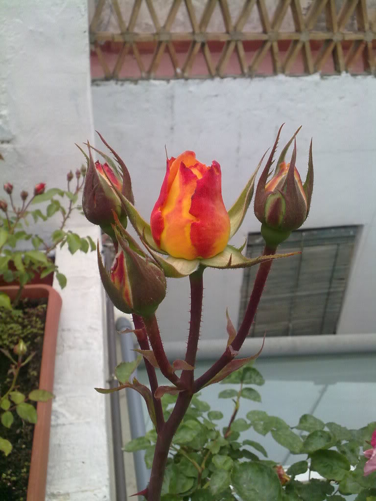 200420111482.jpg