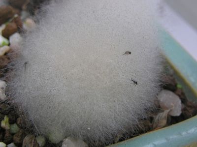 20050404030558abono_hongos_detalle.jpg