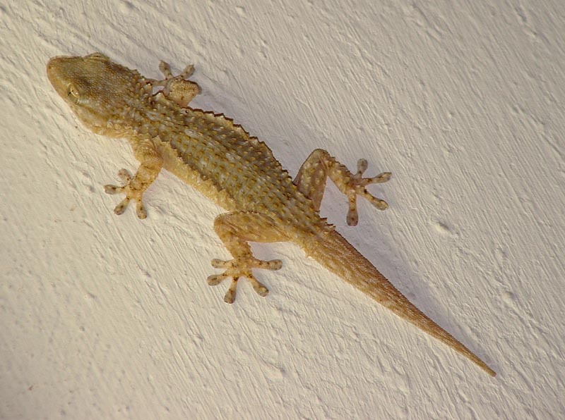 200592101421_Geko.JPG