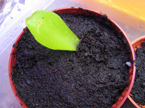 2005_12_23-Plantas-carnivor.jpg