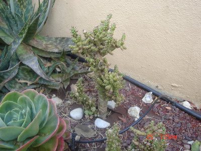 2006-10-25%2019-15-48_redimensionar.JPG