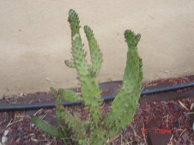 2006-10-25%2019-16-08_redimensionar.JPG