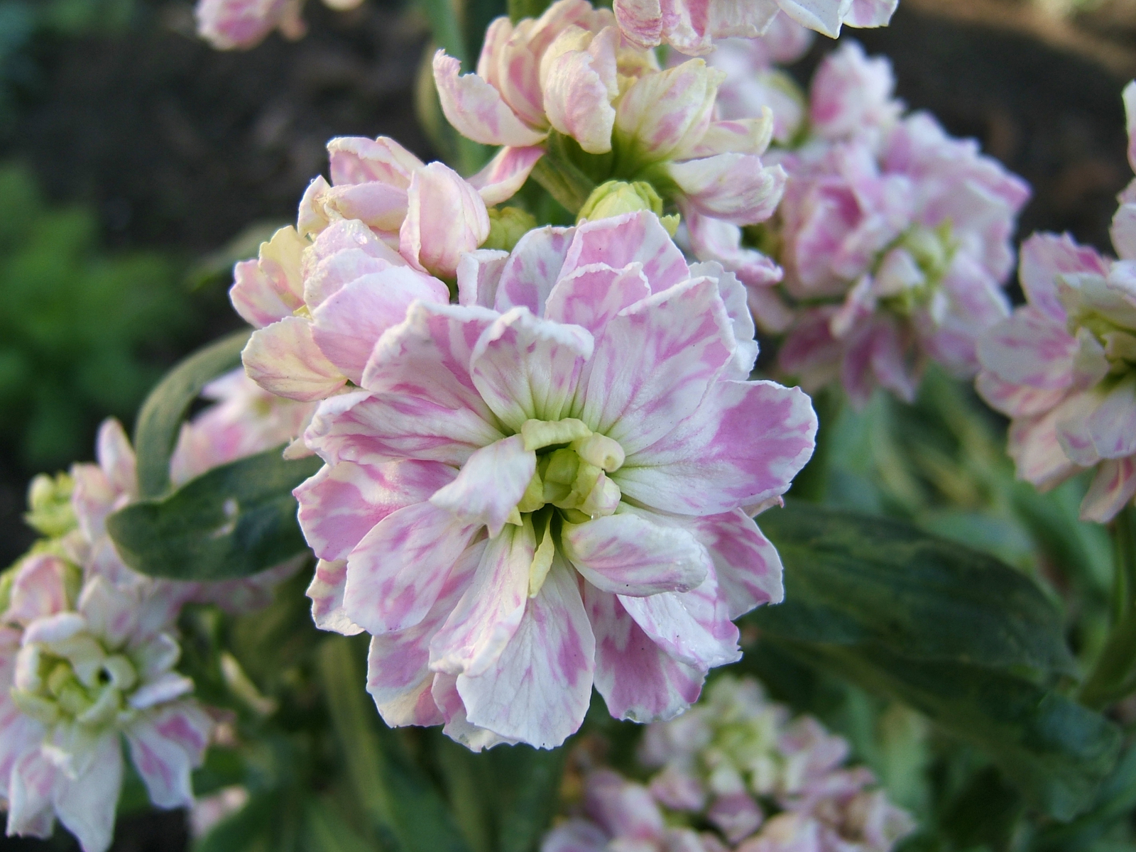 2006-12-01Matthiola05.jpg
