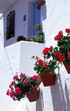 20060514212137-geranios-frondosos.jpg