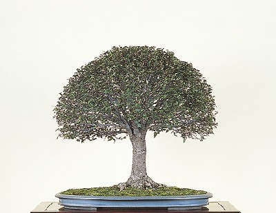 20060711102503zelkova.jpg