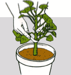 20061019160748-esquejes-de-geranio.gif