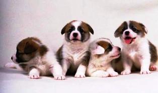 20061102222030-perritos.jpg