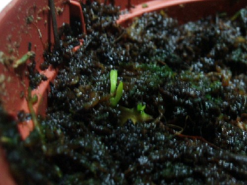 20061106140401esquejes1.jpg