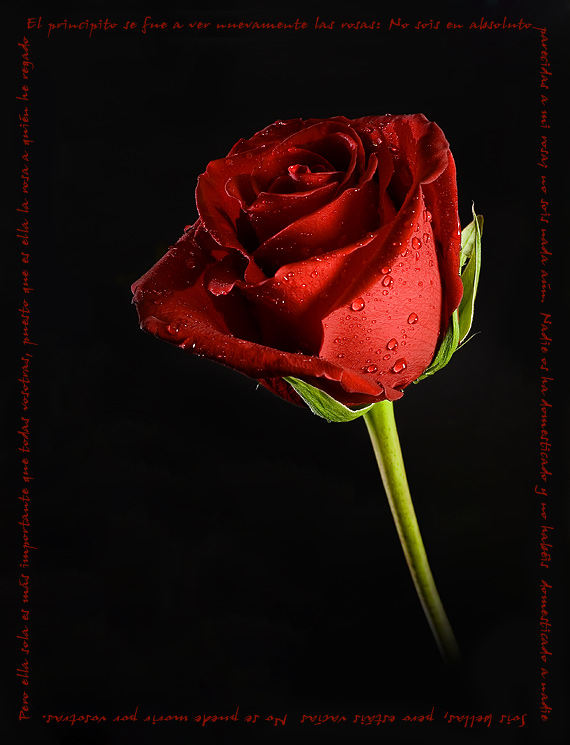 20061112203520_rosa1.jpg