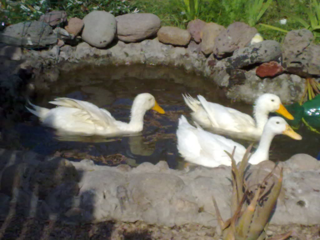 2006201110006.jpg