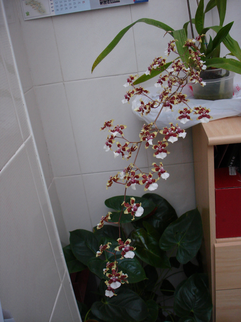 2006354438_63b9def2a1_b.jpg
