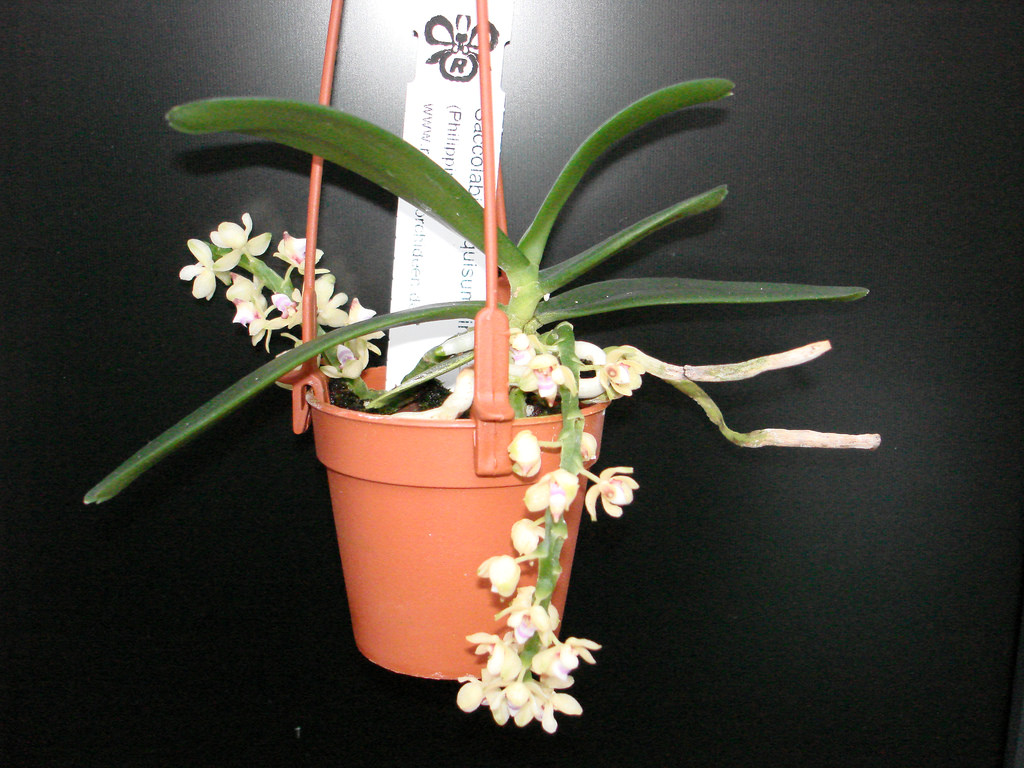 2006388648_f9f8eb0a8b_b.jpg