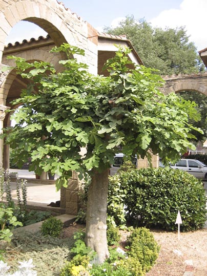 2007.jpg