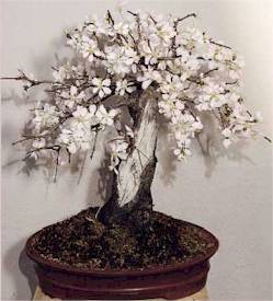 20070215171053Almendro.jpg