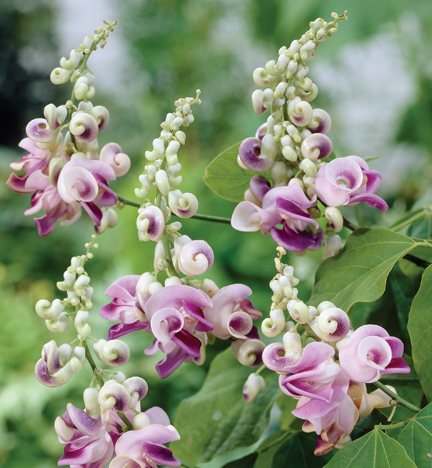 20070510-VignaCaracalla.jpg