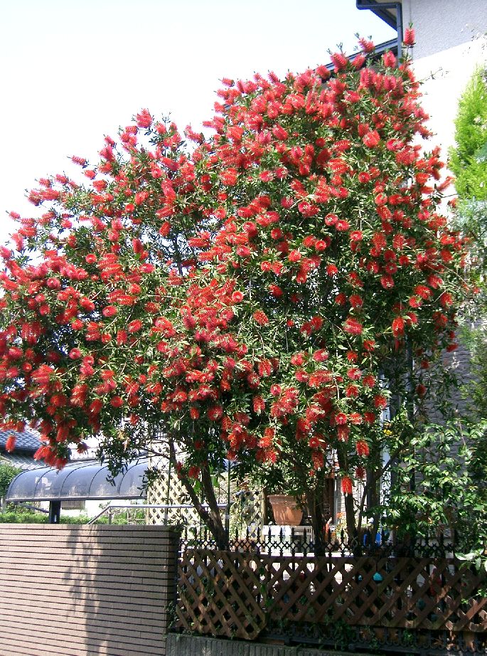 20070608221334!Callistemon_speciosus1.jpg