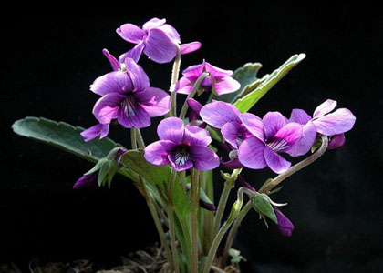 20071022023915-ramo-flores-violetas.jpg