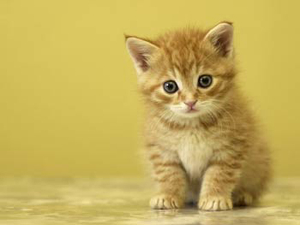 20071025122840gatito.jpg